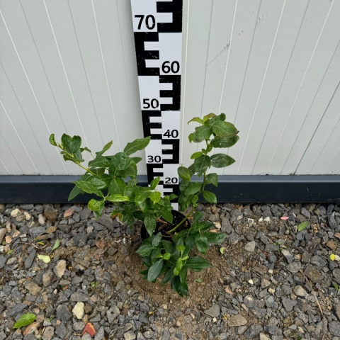 Borówka amerykańska 'Chandler' 3-Letnie C2