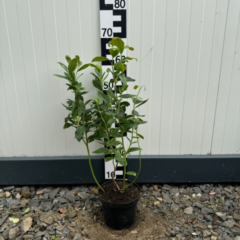 Borówka amerykańska 'Darrow' 3-Letnie C2