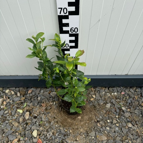 Borówka amerykańska 'Darrow' 3-Letnie C2