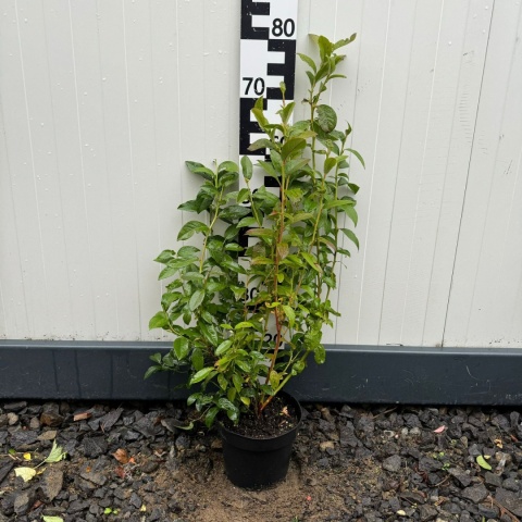 Borówka amerykańska 'Nelson' 3-Letnie C2