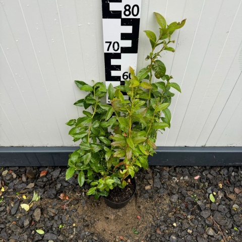 Borówka amerykańska 'Nelson' 3-Letnie C2