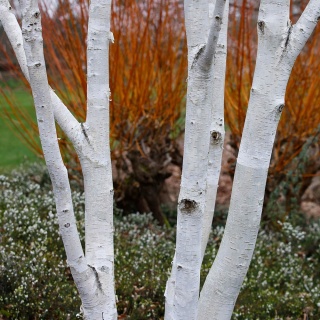 Brzoza 'Doorenbos' 1L