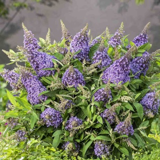 Budleja Davida Butterfly 'Candy Lila Sweatheart' PBR 2L