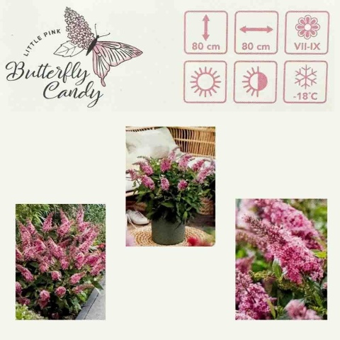 Budleja Davida Butterfly 'Candy Little Pink' 2L
