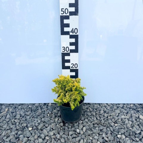 Cyprysik tępołuskowy 'Kojolkohiba' 2L