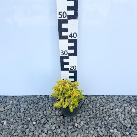 Cyprysik tępołuskowy 'Kojolkohiba' 2L