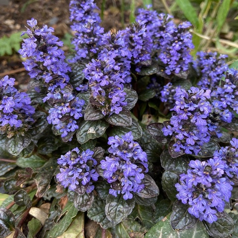 Dąbrówka rozłogowa 'Black Scallop' 1,5L