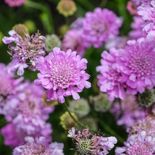 Drakiew gołębia 'Pink Mist' 2L