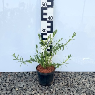 Dziurawiec zwyczajny 'Buttercup' 2L