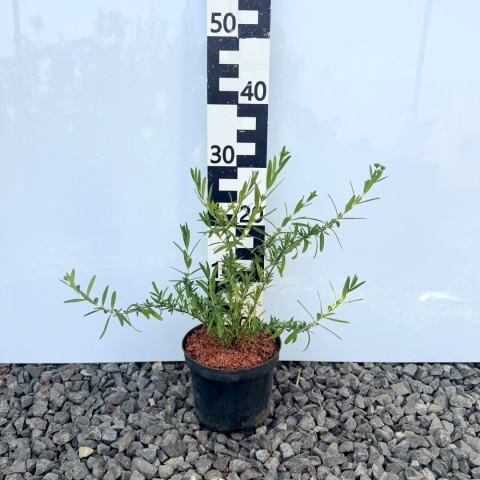 Dziurawiec zwyczajny 'Buttercup' 2L