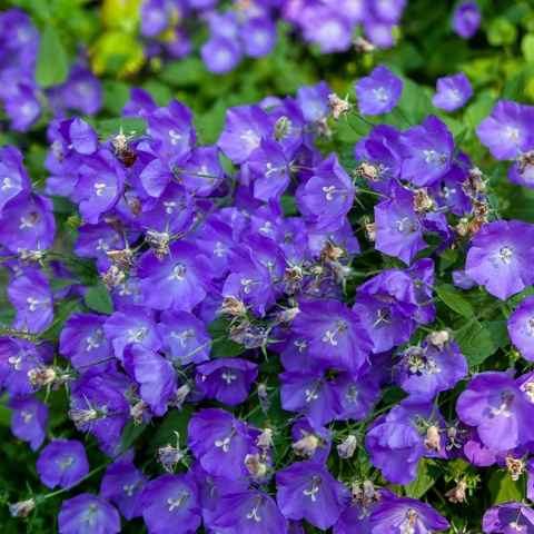 Dzwonek skupiony 'Genti Blue' 2L