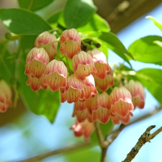 Enkiant dzwonkowaty 2L