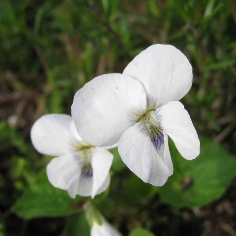 Fiołek motylkowy 'Albiflora' 5L