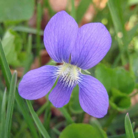 Fiołek motylkowy 'Dark Freckles' 5L