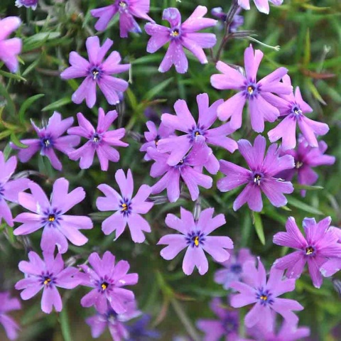 Floks szydlasty 'Purple Beauty' P11(1L)