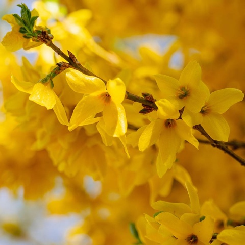 Forsycja 'Goldzauber' 2L