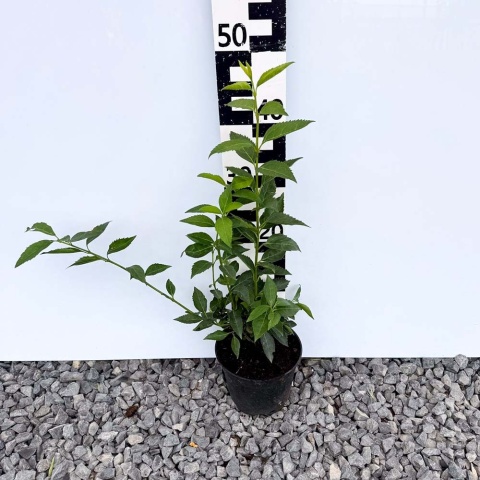 Forsycja 'Goldzauber' 2L