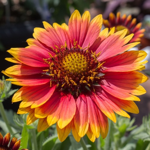 Gailardia 'Goblin' 2L