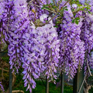 Glicynia chińska 2L