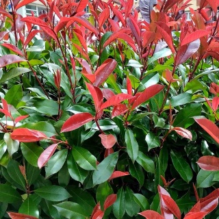 Głogownik 'Corallina' 2L