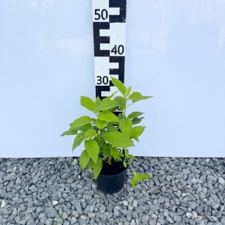 Hortensja Krzewiasta 'Annabelle' 2L