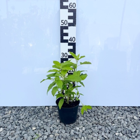 Hortensja Krzewiasta 'Annabelle' 2L