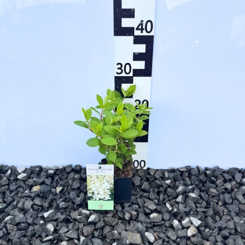 Hortensja bukietowa 'Baby Lace' 3L