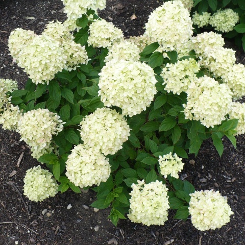 Hortensja bukietowa 'Bobo' 2L