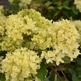 Hortensja bukietowa 'Bombshell' 2L