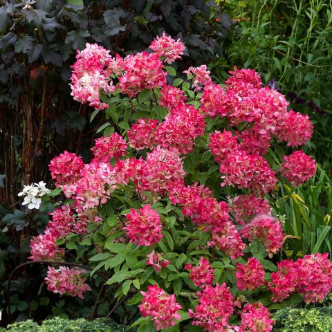 Hortensja bukietowa 'Diamant Rouge' 2L