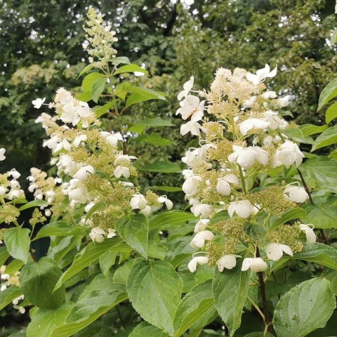 Hortensja bukietowa 'Levana' 2L