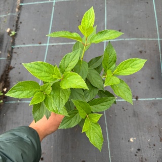 Hortensja bukietowa 'Limelight' P9 (0,5L)