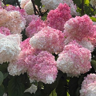 Hortensja bukietowa 'Living Strawberry Blossom' 2L