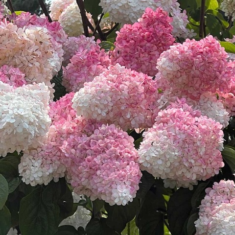 Hortensja bukietowa 'Living Strawberry Blossom' 2L