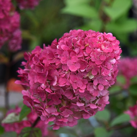 Hortensja bukietowa 'Magical Fire' 2L