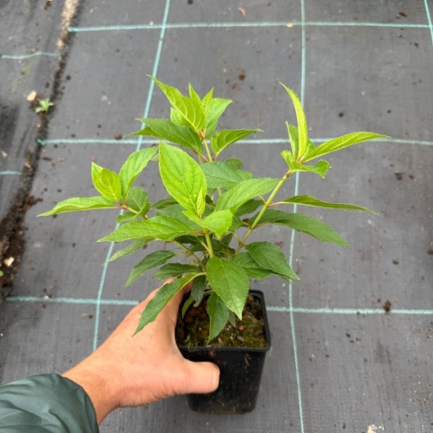 Hortensja bukietowa 'Magical Mount Blanc' P9(0,5L)