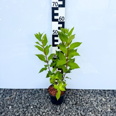 Hortensja bukietowa 'Pee Wee' 3L