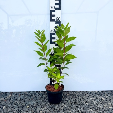Hortensja bukietowa 'Pee Wee' 3L