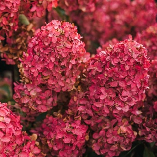 Hortensja bukietowa 'Petite Flori' PBR 3L