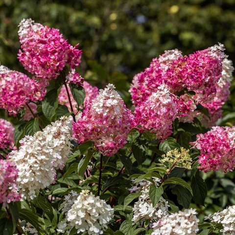 Hortensja bukietowa 'Petite Lantern' PBR 3L