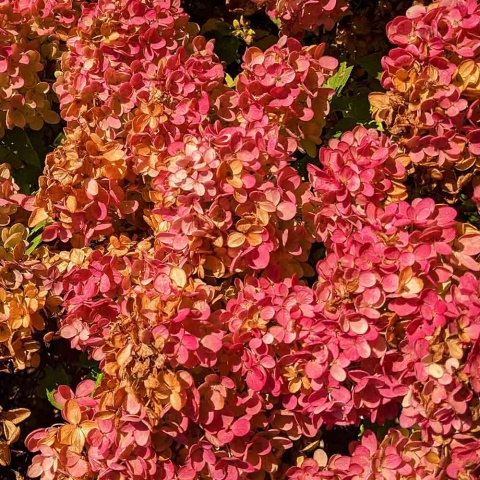 Hortensja bukietowa 'Petite Star' 2L