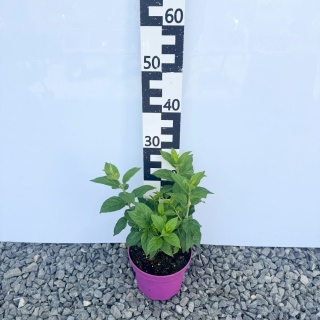 Hortensja bukietowa 'Petite Star' 5L