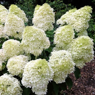 Hortensja bukietowa 'Phantom' 5L