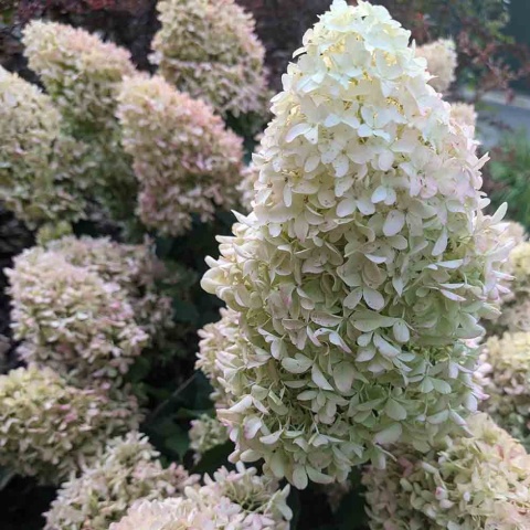 Hortensja bukietowa 'Skyfall' 3L