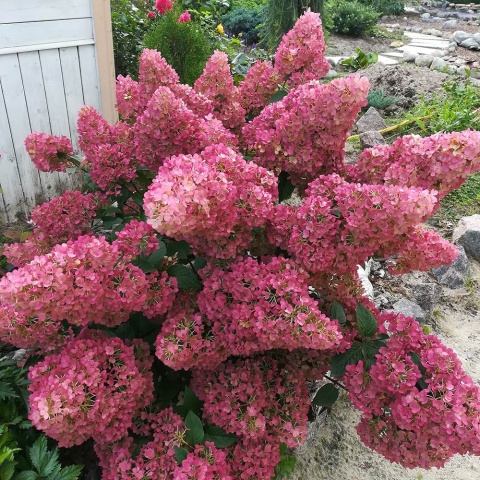 Hortensja bukietowa 'Sundae Fraise' P9(0,5L)