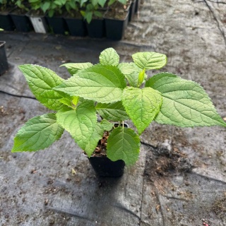 Hortensja krzewista 'Strong Annabelle' 0,5L