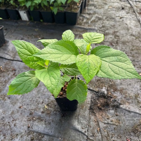 Hortensja krzewista 'Strong Annabelle' 0,5L