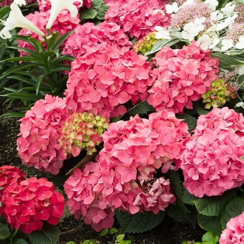 Hortensja ogrodowa 'Endless Summer Love' 2L kwitnie na jednorocznych pędach