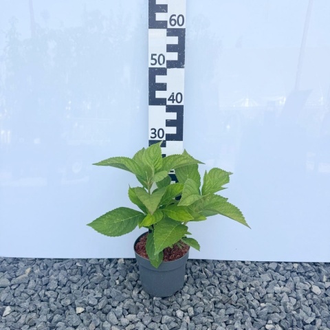 Hortensja ogrodowa 'Endless Summer Love' 2L kwitnie na jednorocznych pędach