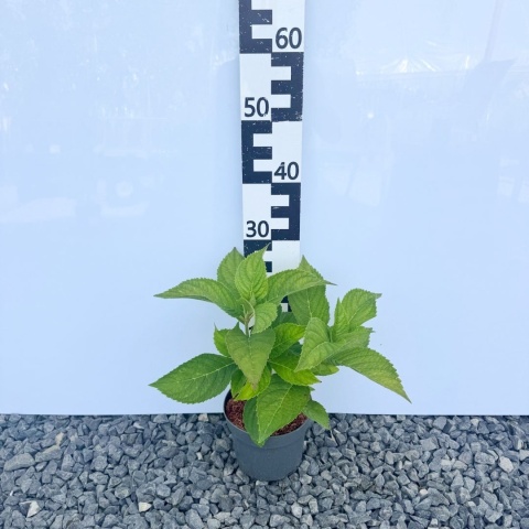 Hortensja ogrodowa 'Endless Summer Love' 2L kwitnie na jednorocznych pędach